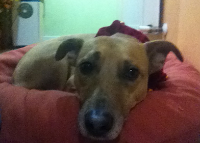 You bed stealing little...